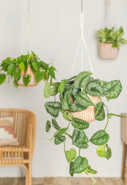 LiveTrends urban jungle large hanging expressions houseplants and planters