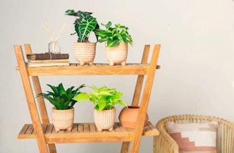 LiveTrends urban jungle petite boho houseplants and planters
