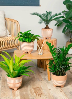 LiveTrends urban jungle large boho houseplants and planters