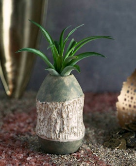 livetrends borg design air plant with planter