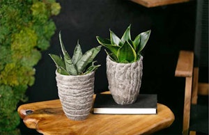 livetrends rigolith design houseplants with planters