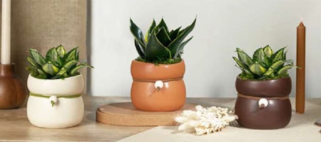 livetrends wayfarer design 3 different colors with houseplants