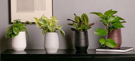 livetrends symmetry design with 4 different colors and houseplants