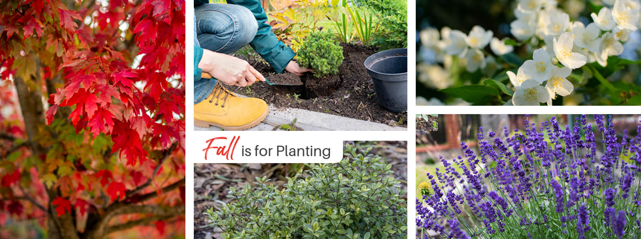 fall is for planting showing images of trees, shrubs and perennials and someone planting