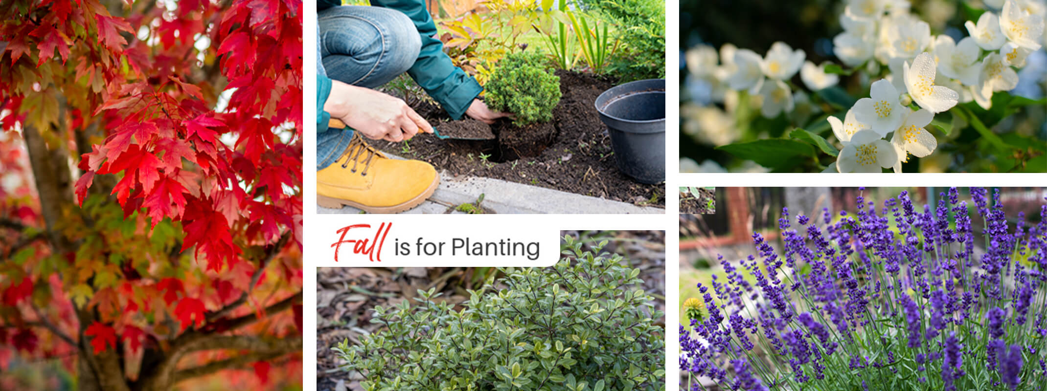 fall is for planting showing images of trees, shrubs and perennials and someone planting