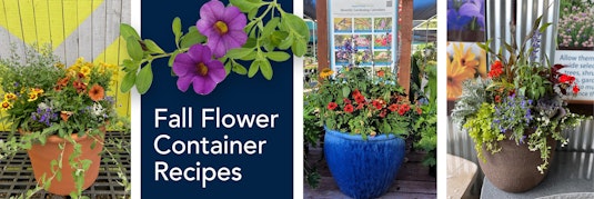 3 Fall Container Plant Recipes | Arizona SummerWinds