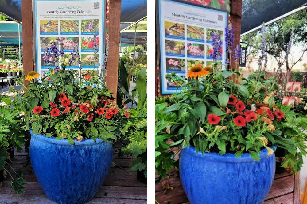 3 Fall Container Plant Recipes | Arizona SummerWinds