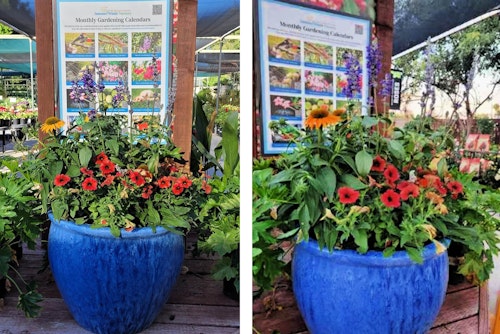 2 views of a fall flower container recipe from SummerWinds' Mesa store.