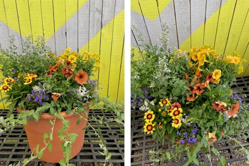 2 views of a fall flower container recipe from SummerWinds' Glendale store.