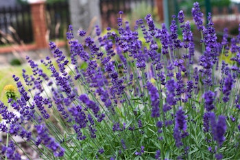 lavender in landscape