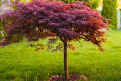 japanese maple focal tree in landscape