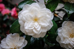 white camellias