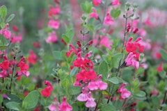 red salvia