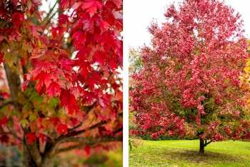 close up and full size of red maple or acer rubrum tree