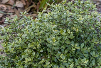 pittosporum shrub