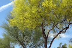 palo verde tree