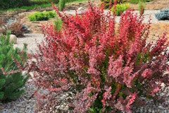 barberry shrub red fall planting red barberry shrub in landscape setting
