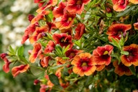 orange and red with yellow center calibracho perennials