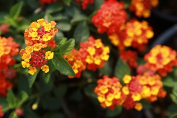 red, orange and yellow lantana perennials