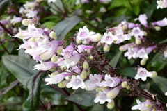 penstemon perennials