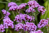verbena fall planting perennial pinkish purple verbena perennial