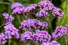 pinkish purple verbena perennial