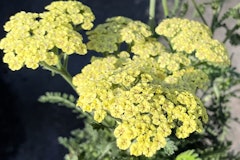 yellow achillea perennial