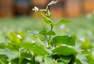 common buckwheat cover crops