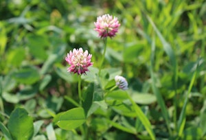 cover crops crimson clover