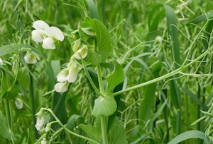 cover crops peas