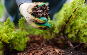 Adding mulch to landscape