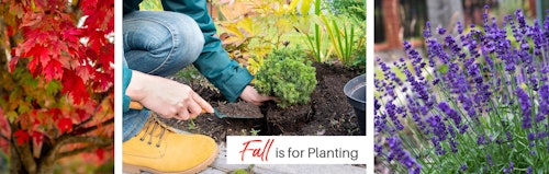 fall is for planting showing images of trees, shrubs and perennials and someone planting