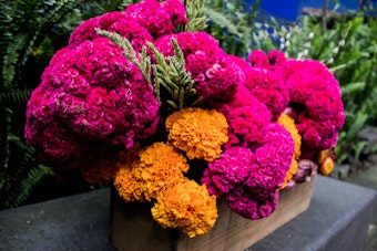 Pink Celosia flowers and Marigold flowers for Day of the Dead.