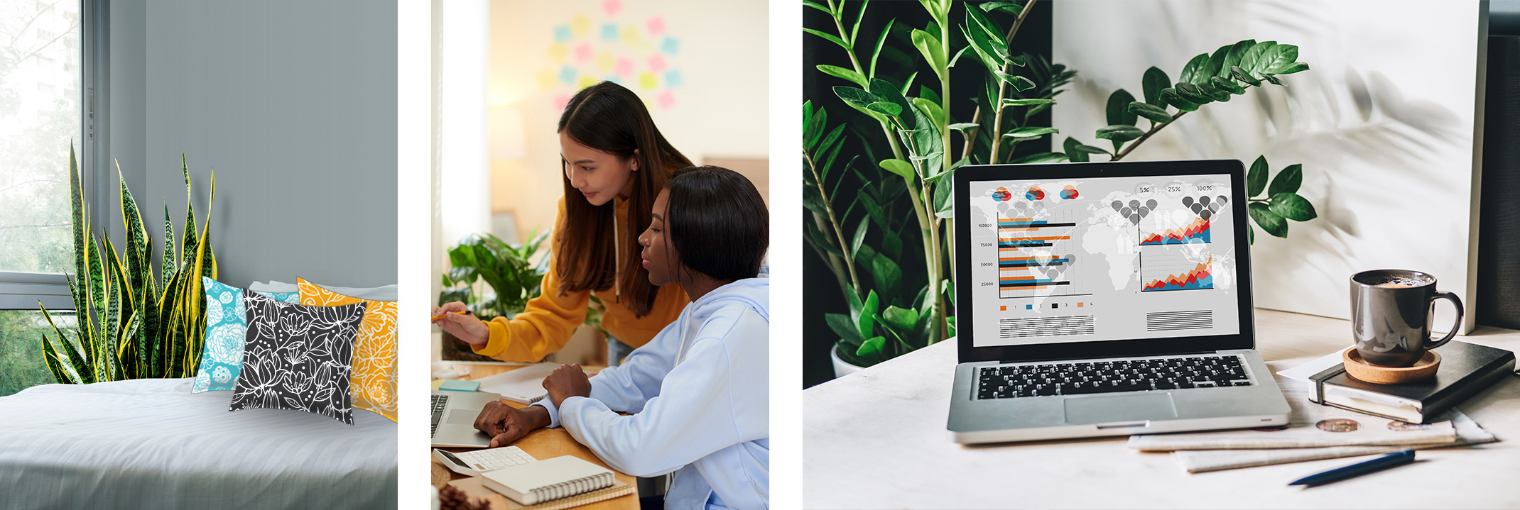 A snake plant by a window and a bed, 2 students studying near a plant, and a desk with a zz plant, computer, coffee etc.