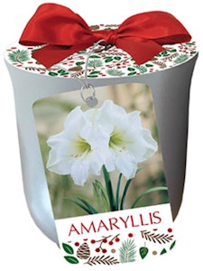 white christmas amaryllis in silver ceramic planter