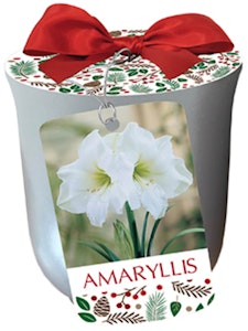amaryllis ceramic planter white christmas in silver netherland bulbs white christmas amaryllis in silver ceramic planter
