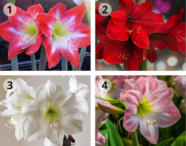4 varieties of amaryllis minerva, red lion, white christmas and apple blossom