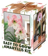 netherland bulbs amaryllis kit apple blossom