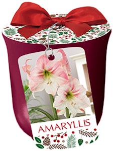 apple blossom amaryllis in bordeaux ceramic planter netherland bulbs apple blossom amaryllis in bordeaux ceramic planter
