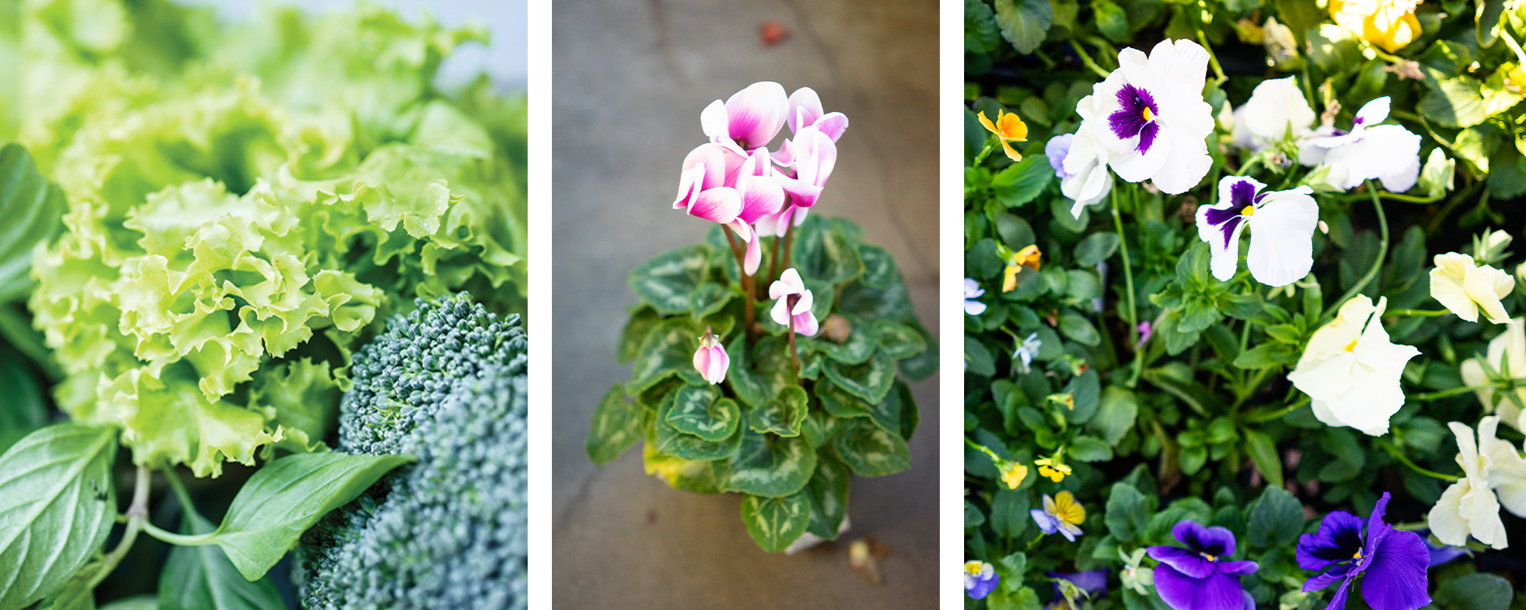 Lettuces, herbs and broccoli, a pink and white cyclamen, and white and purple pansies.