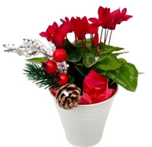 evl red cyclamen holiday potted plant with holiday picks tabletop