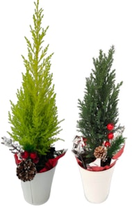 cypress holiday decorative tabletop miniature trees evl