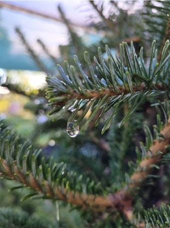 Close Up Fraser Fir Christmas Tree with Water Drop
