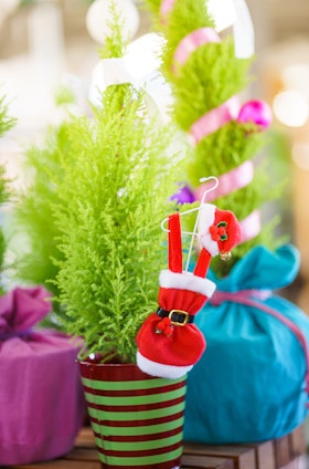 A petite lemon cypress tree with a santa outfit ornament on it.