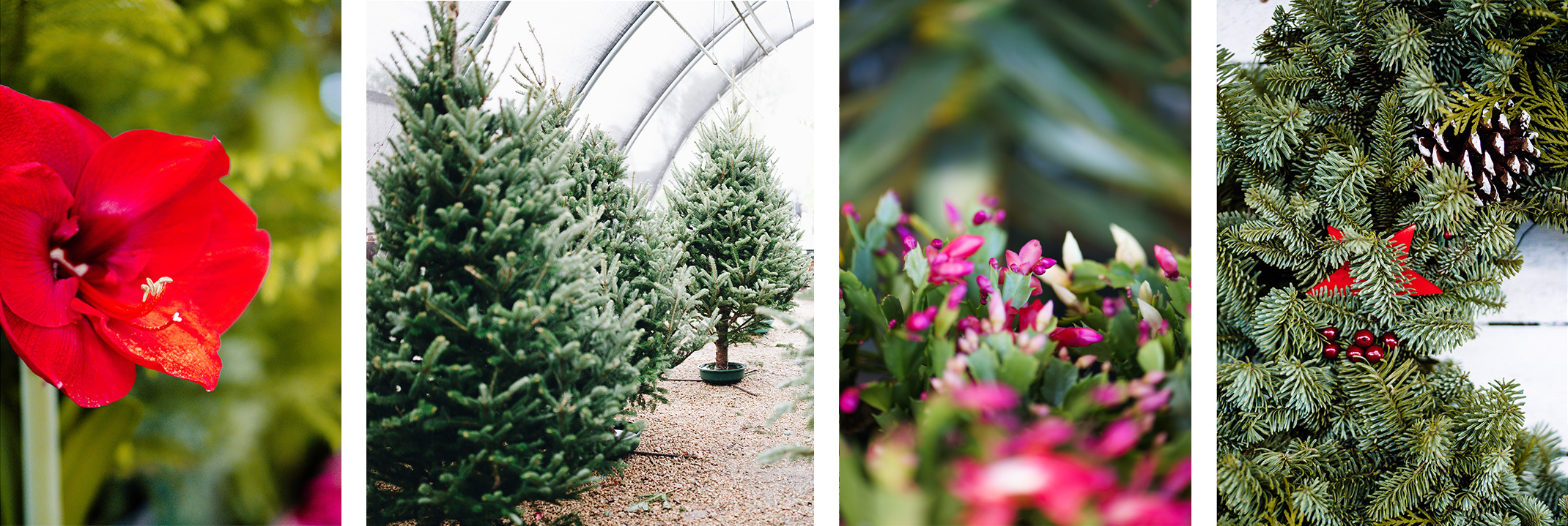 A red amaryllis, Christmas trees, pink Thanksgiving/Christimas cacti, and a decorated holiday wreath.