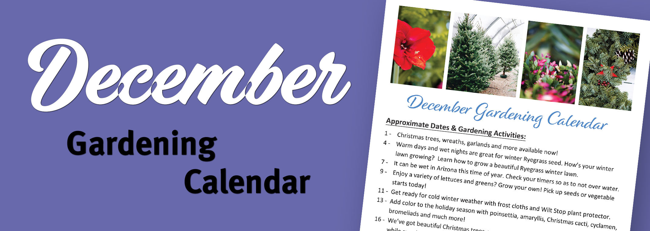 December Gardening Calendar Arizona SummerWinds Nursery