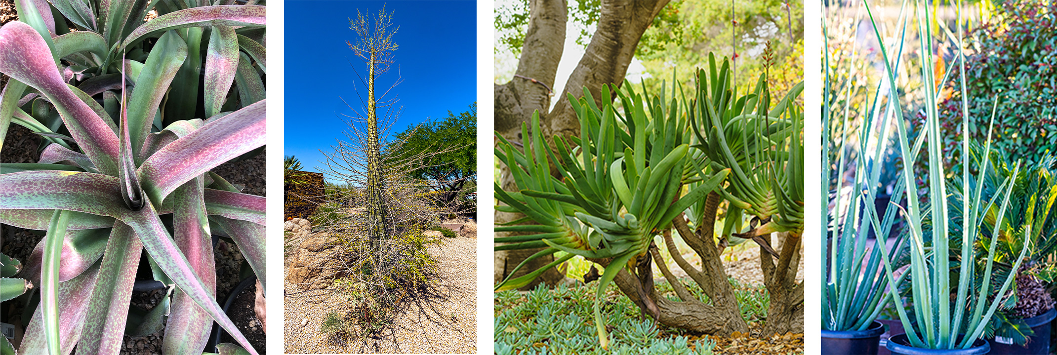 Mangave Macho Mocha, Boojum Tree, Aloe Plicatilis and Furcraea MacDougalii.