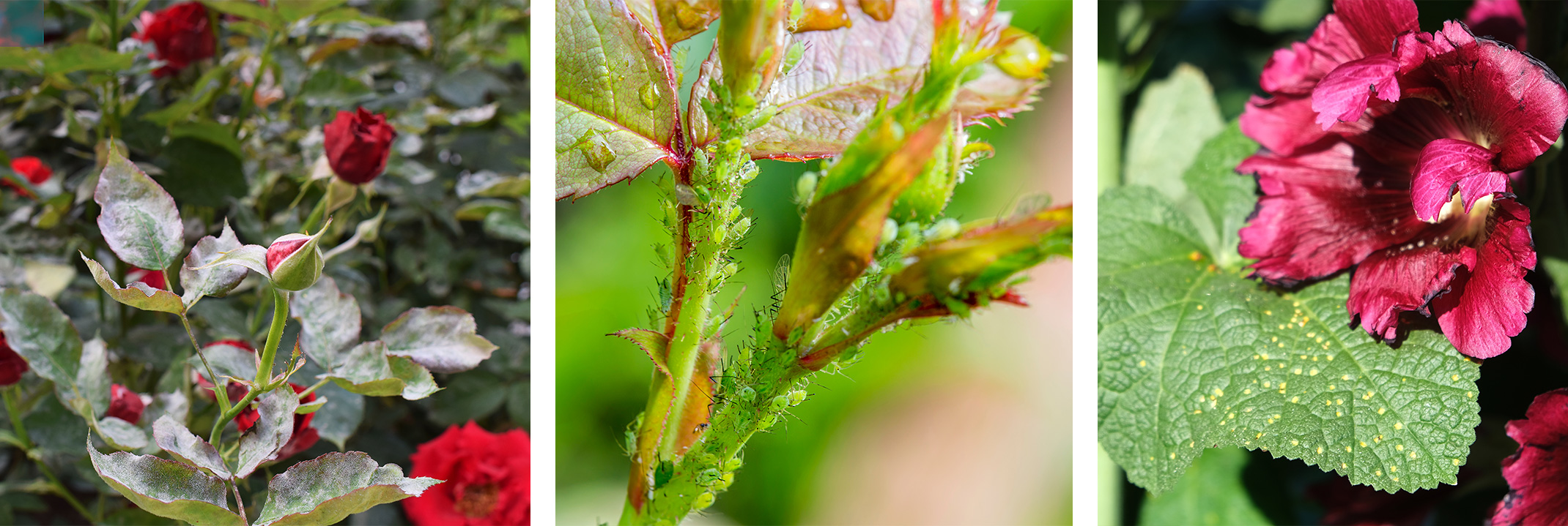 Roses with Powdery Mildew, Plant with Aphids, Plant with Fungus.