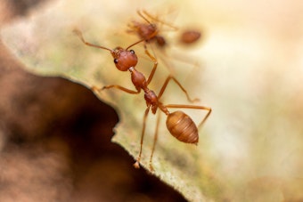 A closeup of ants on a leaf.