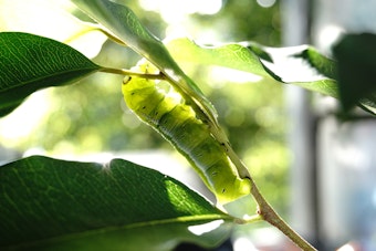 A caterpillar crawling on a stem toward a leaf.